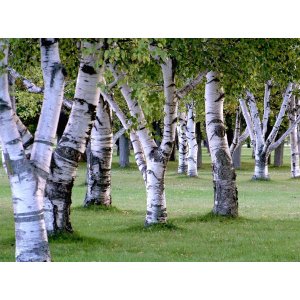Breza previsnutá (Betula Alba pendula) - výška 200-230 cm, kont. C10L - VIACKMENNÁ